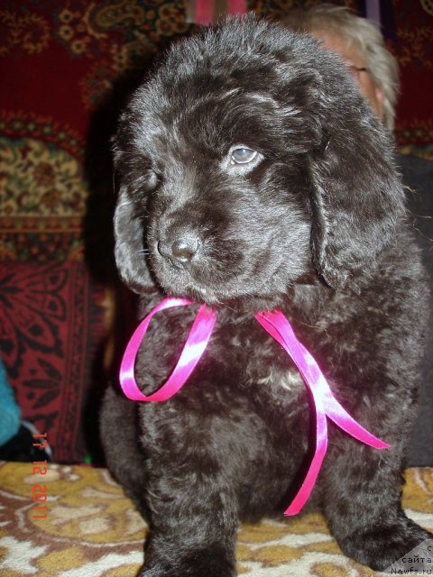 Фото: ньюфаундленд Smigar Osennyaya Skazka (Смигар Осенняя Сказка), ньюфаундленд Smigar Nansen Neustrashimy (Смигар Нансен Неустрашимый)