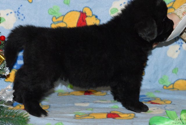 Фото: ньюфаундленд Sent Djons YUkon Kvest (Сент Джонс Юкон Квест)