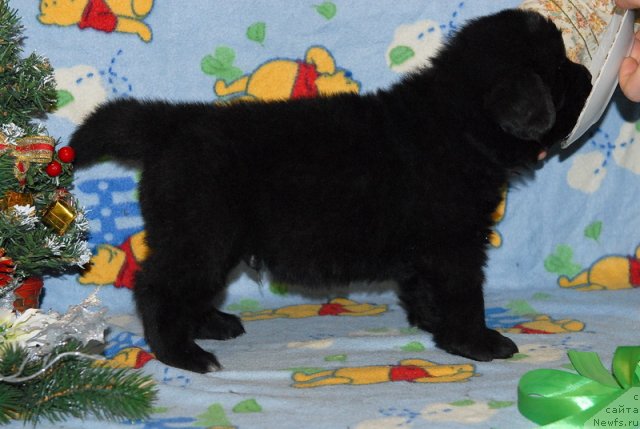 Фото: ньюфаундленд Sent Djons YUkon Kvest (Сент Джонс Юкон Квест)