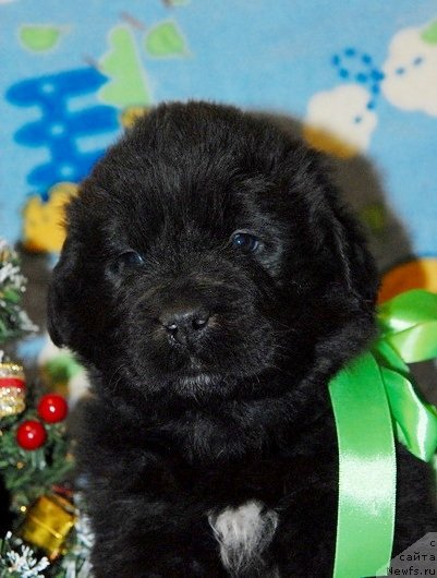 Фото: ньюфаундленд Sent Djons YUkon Kvest (Сент Джонс Юкон Квест)