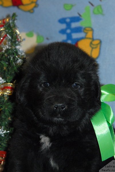 Фото: ньюфаундленд Sent Djons YUkon Kvest (Сент Джонс Юкон Квест)