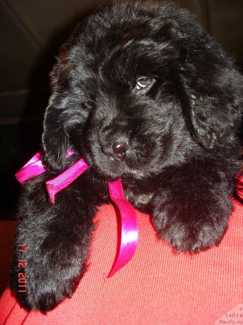 Фото: ньюфаундленд Smigar Osennyaya Skazka (Смигар Осенняя Сказка), ньюфаундленд Smigar Nansen Neustrashimy (Смигар Нансен Неустрашимый)