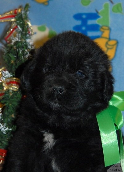 Фото: ньюфаундленд Sent Djons YUkon Kvest (Сент Джонс Юкон Квест)