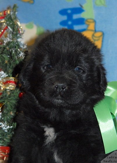 Фото: ньюфаундленд Sent Djons YUkon Kvest (Сент Джонс Юкон Квест)