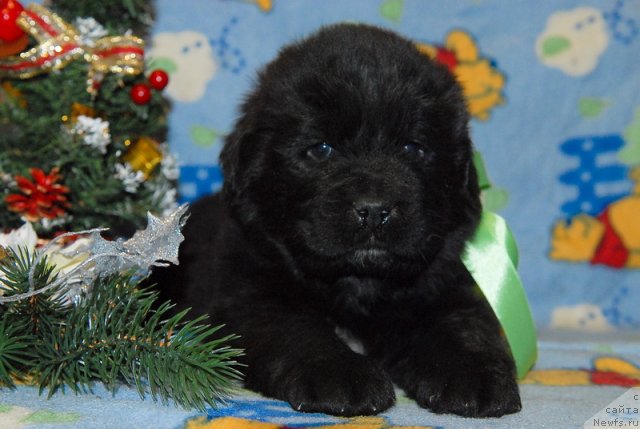 Фото: ньюфаундленд Sent Djons YUkon Kvest (Сент Джонс Юкон Квест)