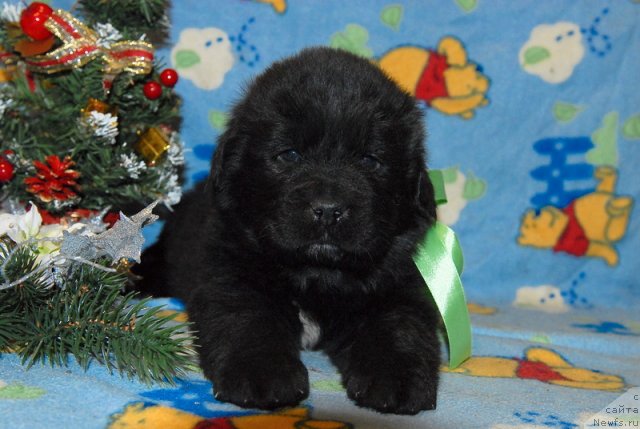 Фото: ньюфаундленд Sent Djons YUkon Kvest (Сент Джонс Юкон Квест)