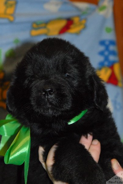 Фото: ньюфаундленд Sent Djons YUkon Kvest (Сент Джонс Юкон Квест)