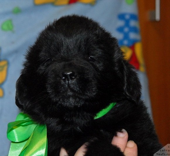 Фото: ньюфаундленд Sent Djons YUkon Kvest (Сент Джонс Юкон Квест)