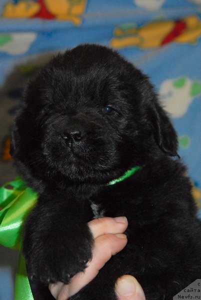 Фото: ньюфаундленд Sent Djons YUkon Kvest (Сент Джонс Юкон Квест)