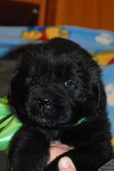 Фото: ньюфаундленд Sent Djons YUkon Kvest (Сент Джонс Юкон Квест)