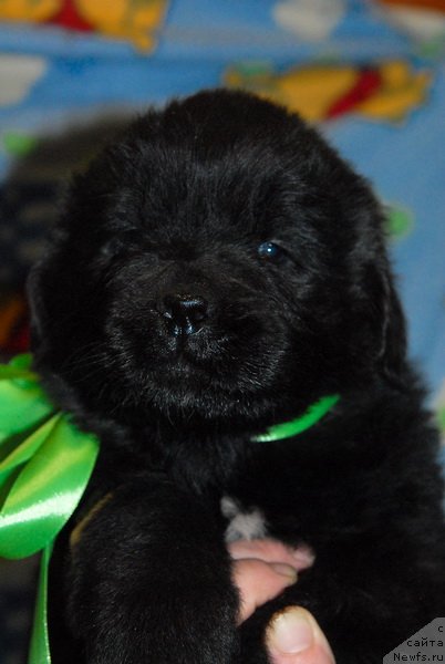 Фото: ньюфаундленд Sent Djons YUkon Kvest (Сент Джонс Юкон Квест)