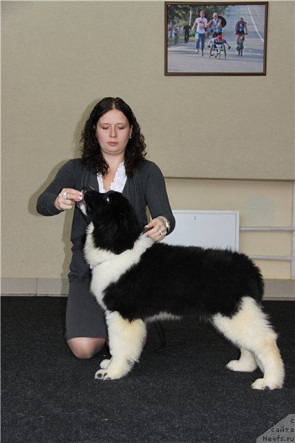 Фото: ньюфаундленд CHuvstvo Stilya ot Sibirskogo Medvedya (Чувство Стиля от Сибирского Медведя)
