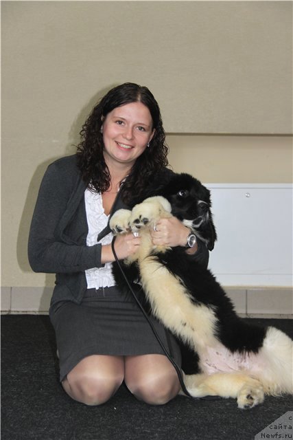 Фото: ньюфаундленд CHuvstvo Stilya ot Sibirskogo Medvedya (Чувство Стиля от Сибирского Медведя)