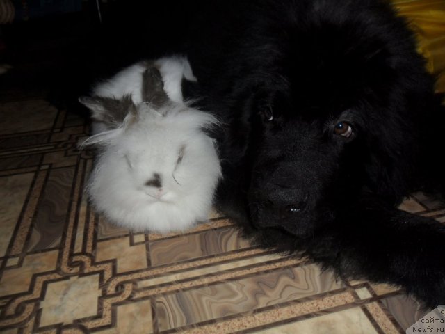 Фото: Омар Шериф