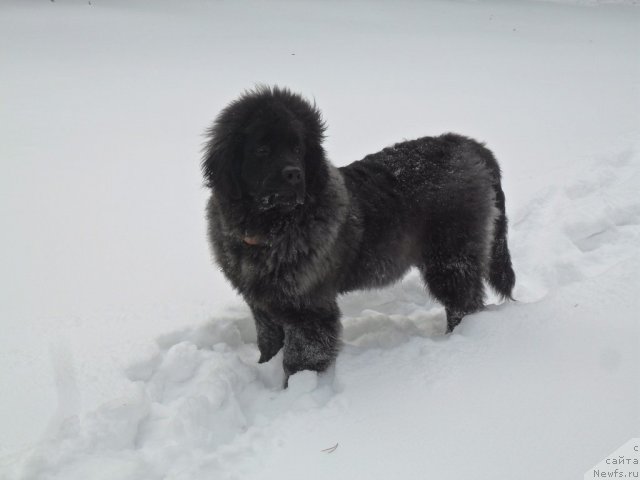 Фото: Омар Шериф