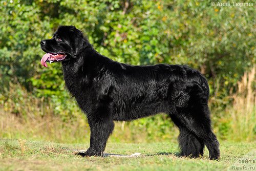 Фото: ньюфаундленд Beguschaya po Volnam Razve YEtogo Malo (Бегущая по Волнам Разве Этого Мало)