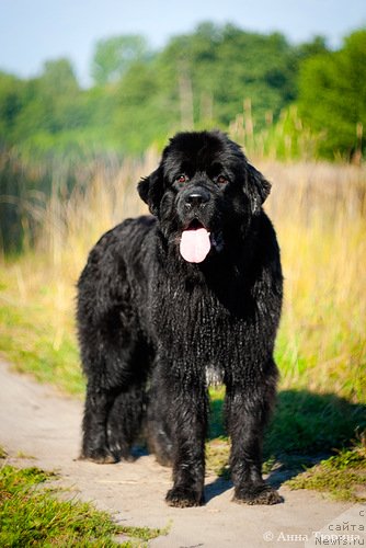 Фото: ньюфаундленд Beguschaya po Volnam Razve YEtogo Malo (Бегущая по Волнам Разве Этого Мало)