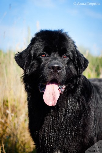 Фото: ньюфаундленд Beguschaya po Volnam Razve YEtogo Malo (Бегущая по Волнам Разве Этого Мало)