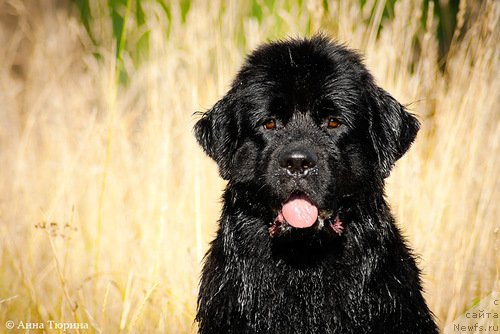 Фотография № 83569