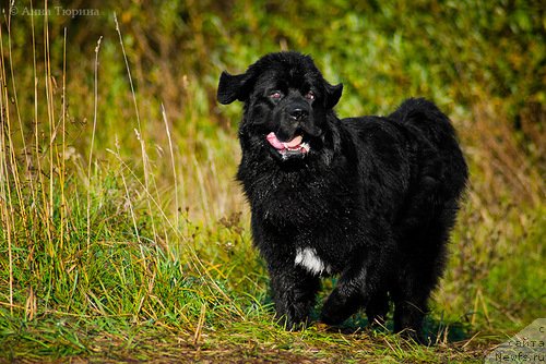 Фото: ньюфаундленд Beguschaya po Volnam Razve YEtogo Malo (Бегущая по Волнам Разве Этого Мало)