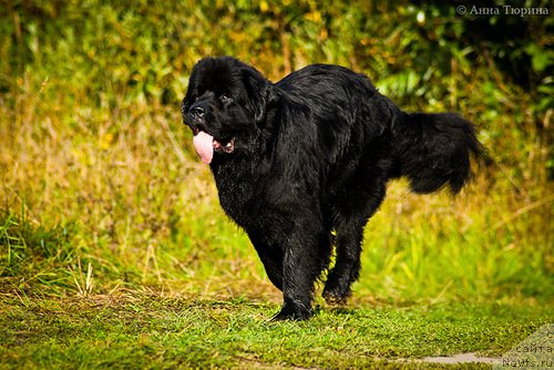 Фото: ньюфаундленд Beguschaya po Volnam Razve YEtogo Malo (Бегущая по Волнам Разве Этого Мало)