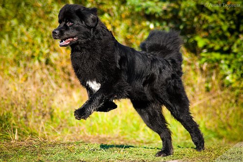 Фото: ньюфаундленд Beguschaya po Volnam Razve YEtogo Malo (Бегущая по Волнам Разве Этого Мало)