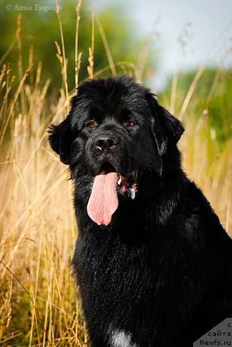 Фото: ньюфаундленд Beguschaya po Volnam Razve YEtogo Malo (Бегущая по Волнам Разве Этого Мало)