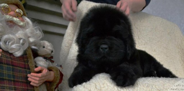 Фото: Щенки п-ка 