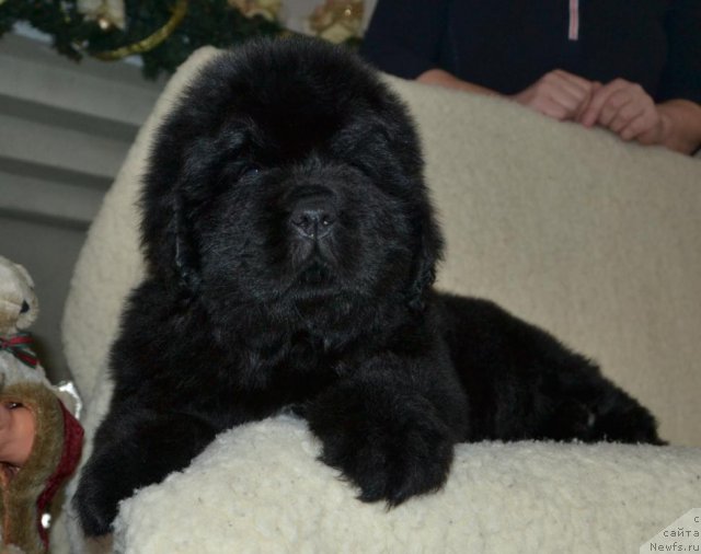 Фото: Щенки п-ка 