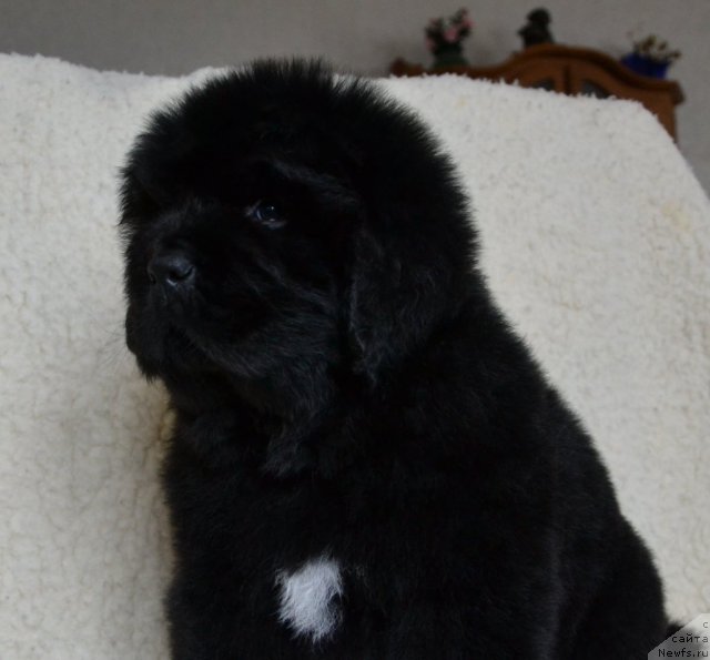 Фото: Щенки п-ка 