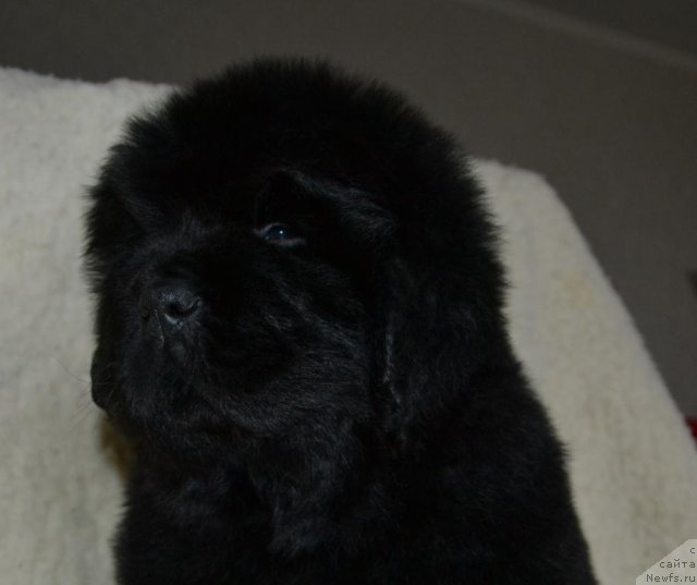 Фото: Щенки п-ка 