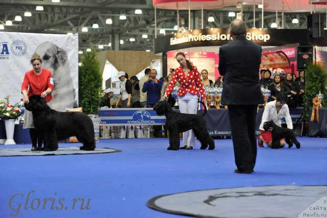 Фото: ньюфаундленд Midnight Lady's Voodoo Priest, Ol'ga Zalivako (Ольга Заливако)