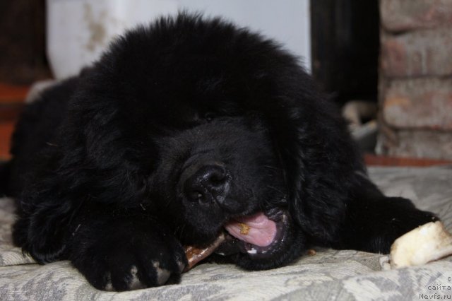 Фото: ньюфаундленд Akvatoriya Kelvin Supermen (Акватория Келвин Супермен)