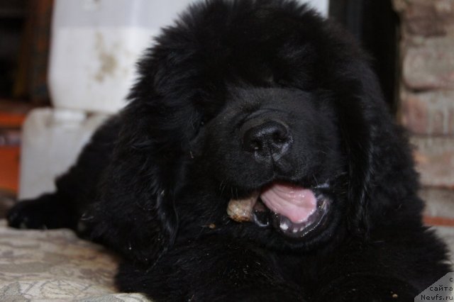 Фото: ньюфаундленд Akvatoriya Kelvin Supermen (Акватория Келвин Супермен)