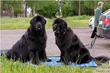 Фото: ньюфаундленд Gay New Space Prestizh (Гай Нью Спейс Престиж), ньюфаундленд Dar Svezyi Apel'sinka-Mandarinka (Дар Свезы Апельсинка-Мандаринка)