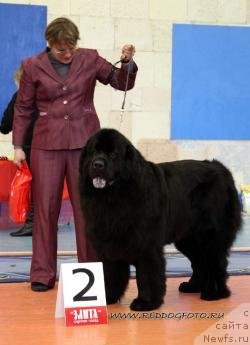 Фото: ньюфаундленд Gay New Space Prestizh (Гай Нью Спейс Престиж)