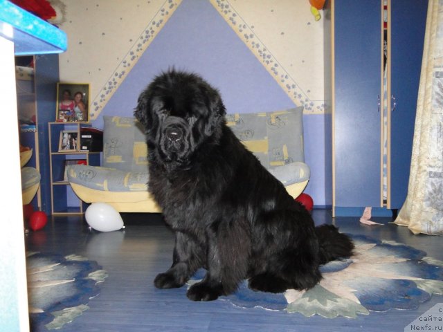 Фотография № 83654