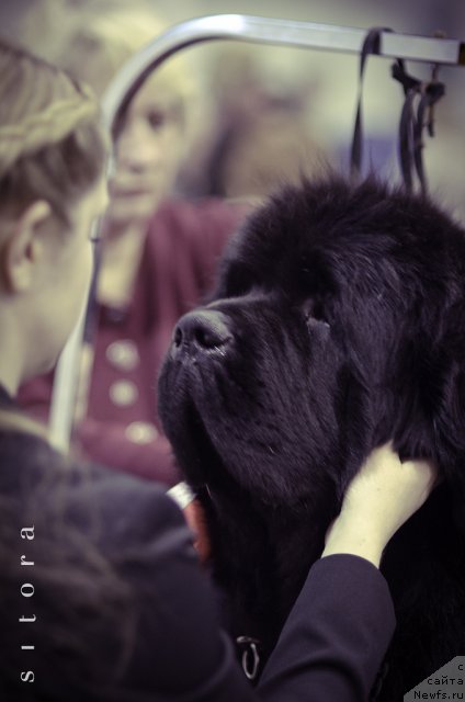 Фото: ньюфаундленд Bowaters Braveheart Nuo Ozo Kalvu, Margarita Racinene (Маргарита Рацинене), Ol'ga Gordeeva (Ольга Гордеева)