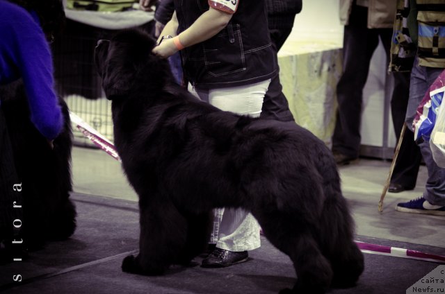 Фото: ньюфаундленд Bowaters Braveheart Nuo Ozo Kalvu