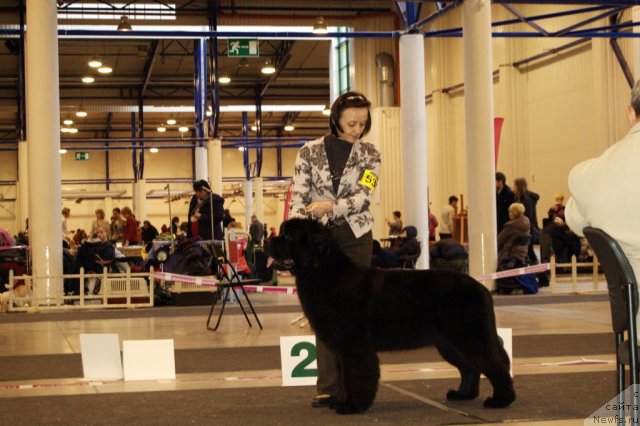 Фото: ньюфаундленд Beguschaya po Volnam Dancing Queen (Бегущая по Волнам Дансинг Квин)
