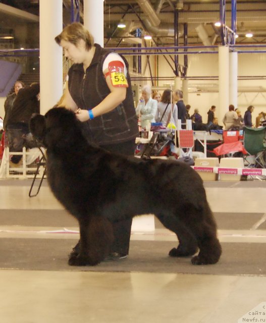 Фото: ньюфаундленд Bowaters Braveheart Nuo Ozo Kalvu