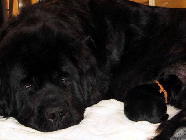 Фото: ньюфаундленд Potap Felicia (Потап Фелиция)