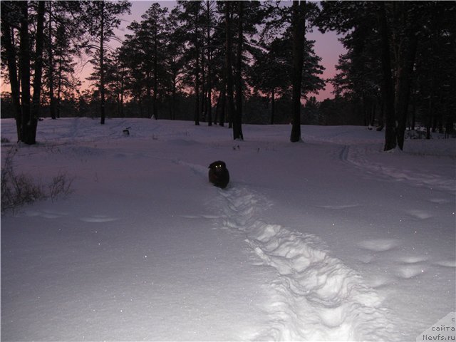 Фото: ньюфаундленд Fakturnyi Frukt s Berega Dona (Фактурный Фрукт с Берега Дона)