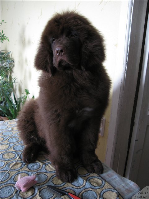 Фотография № 83680