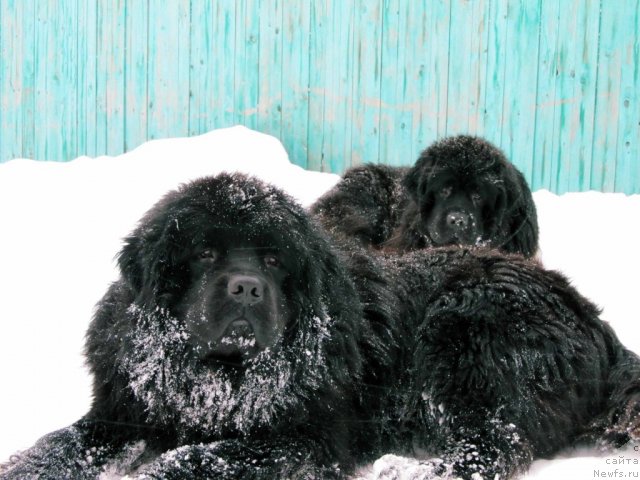 Фото: Кутя, ньюфаундленд Potap YA (Потап Я)
