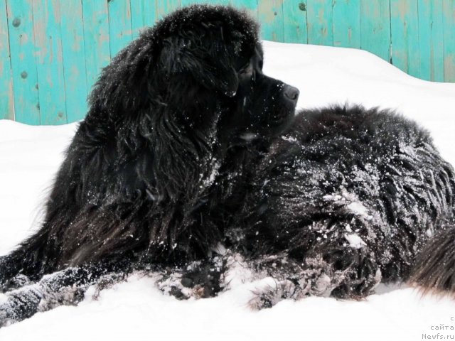 Фото: ньюфаундленд Potap YA (Потап Я)