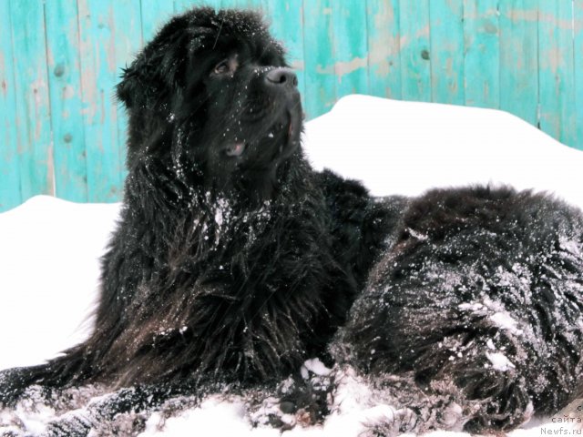 Фото: ньюфаундленд Potap YAgodka (Потап Ягодка)