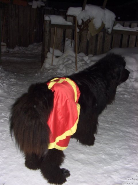 Фото: ньюфаундленд Akin Soul Sofiya (Акин Соул София)