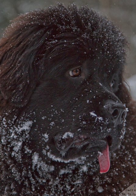 Фото: ньюфаундленд Osoba Statnaya iz Medvej'ego YAra (Особа Статная из Медвежьего Яра)
