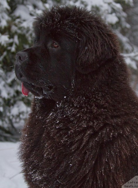 Фото: ньюфаундленд Osoba Statnaya iz Medvej'ego YAra (Особа Статная из Медвежьего Яра)